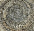 Bargain, Dactylioceras Ammonite Fossil - England #100481-1